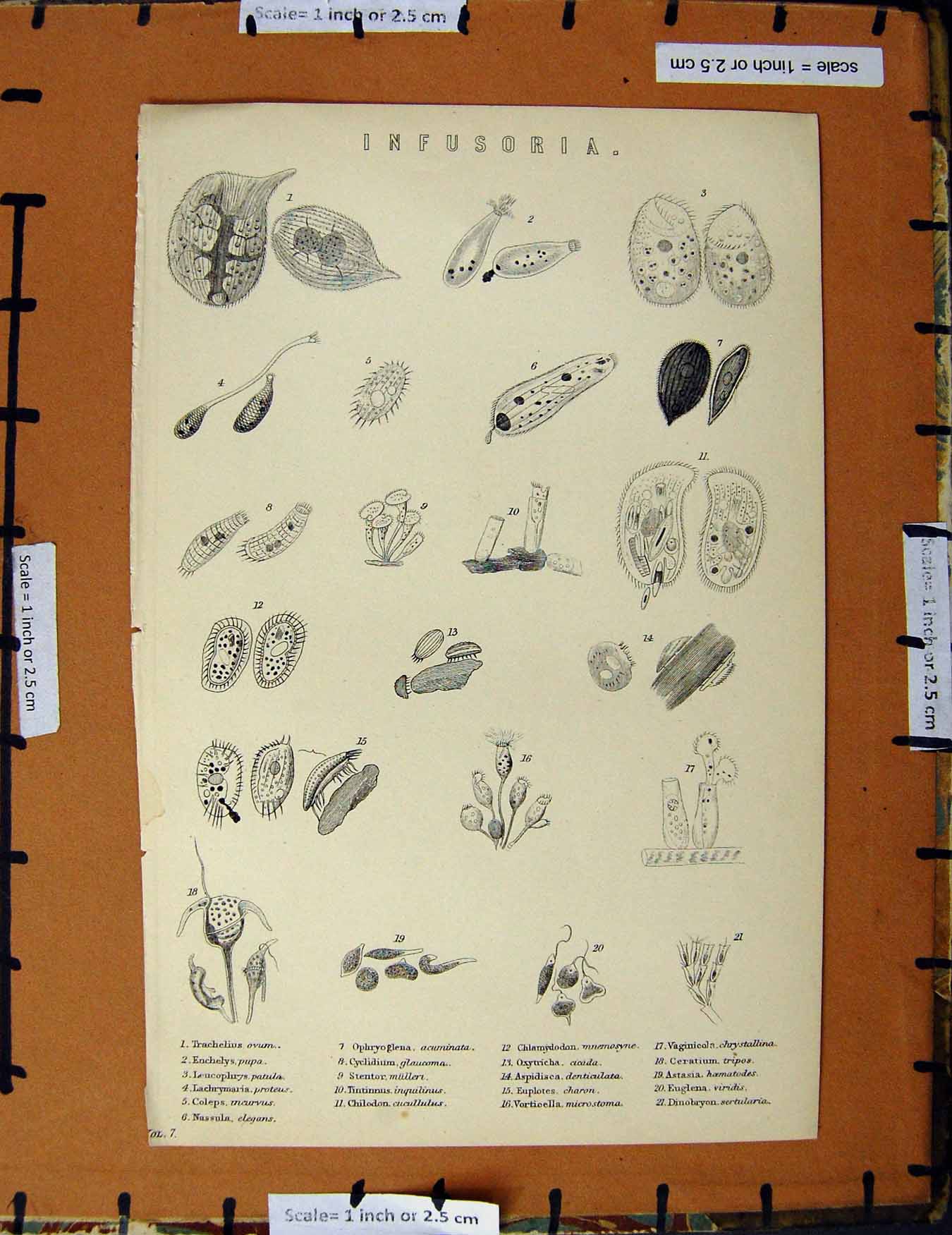 Original Old Antique Print C1800-1870 Infusoria Nature Tripos Pupa 19th Century
