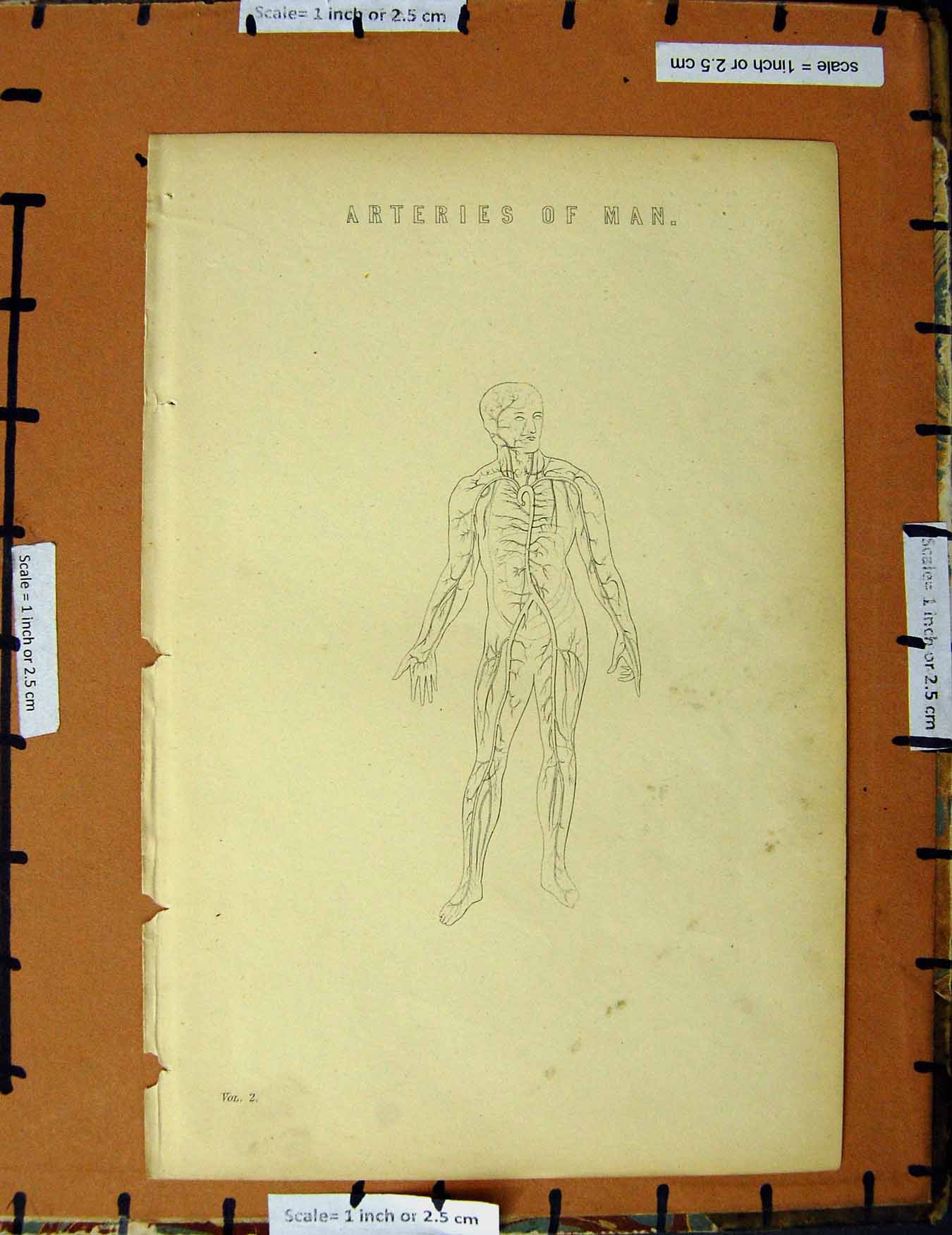 Original Old Antique Print C1800-1870 Arteries Man Human Body Viens 19th