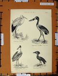 Original Old Antique Print C1800-1870 Grallae Birds Stork Umbre Napoleonic Era