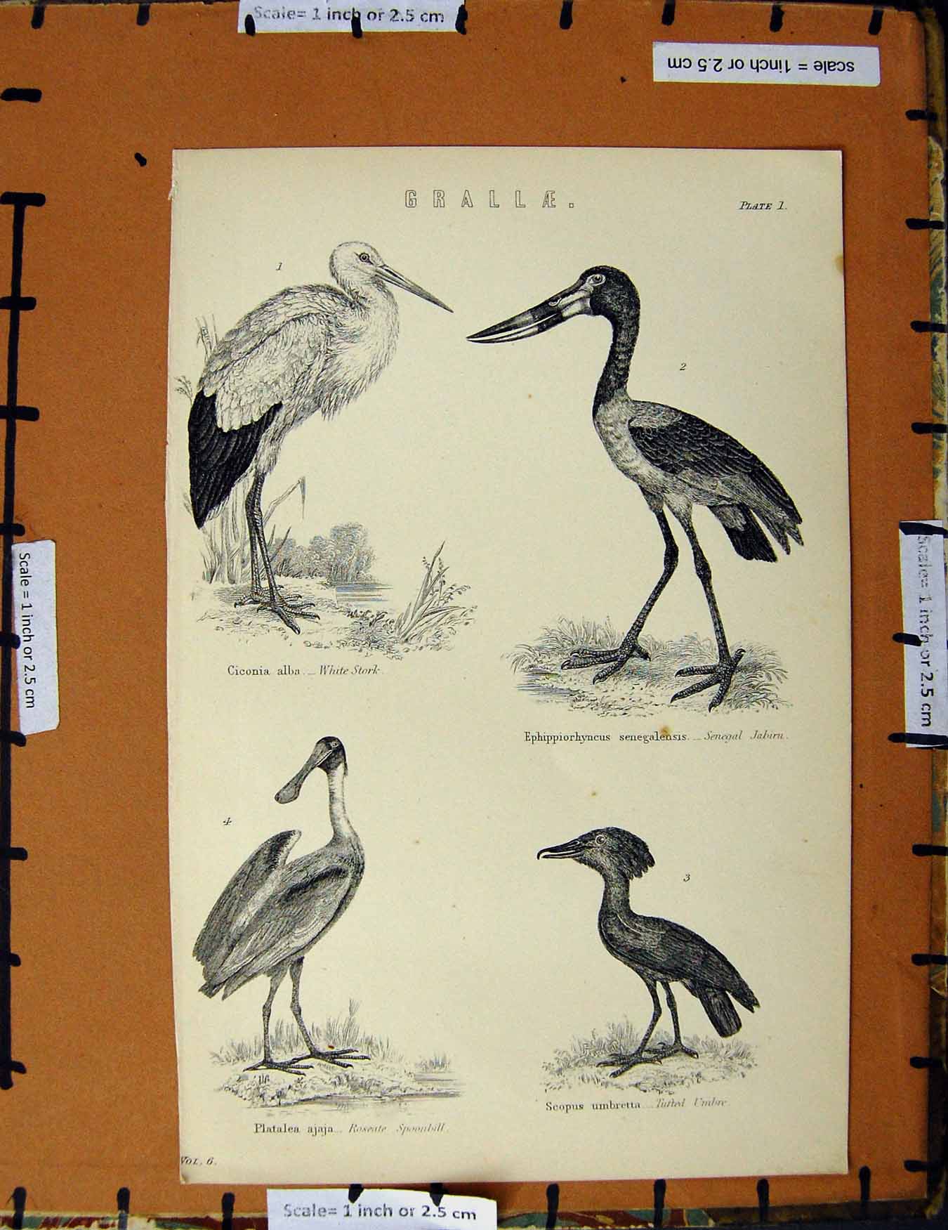 Original Old Antique Print C1800-1870 Grallae Birds Stork Umbre Napoleonic Era