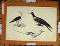 Original Old Antique Print C1800-1870 Anseres Birds Gull Tropic-Bird 19th