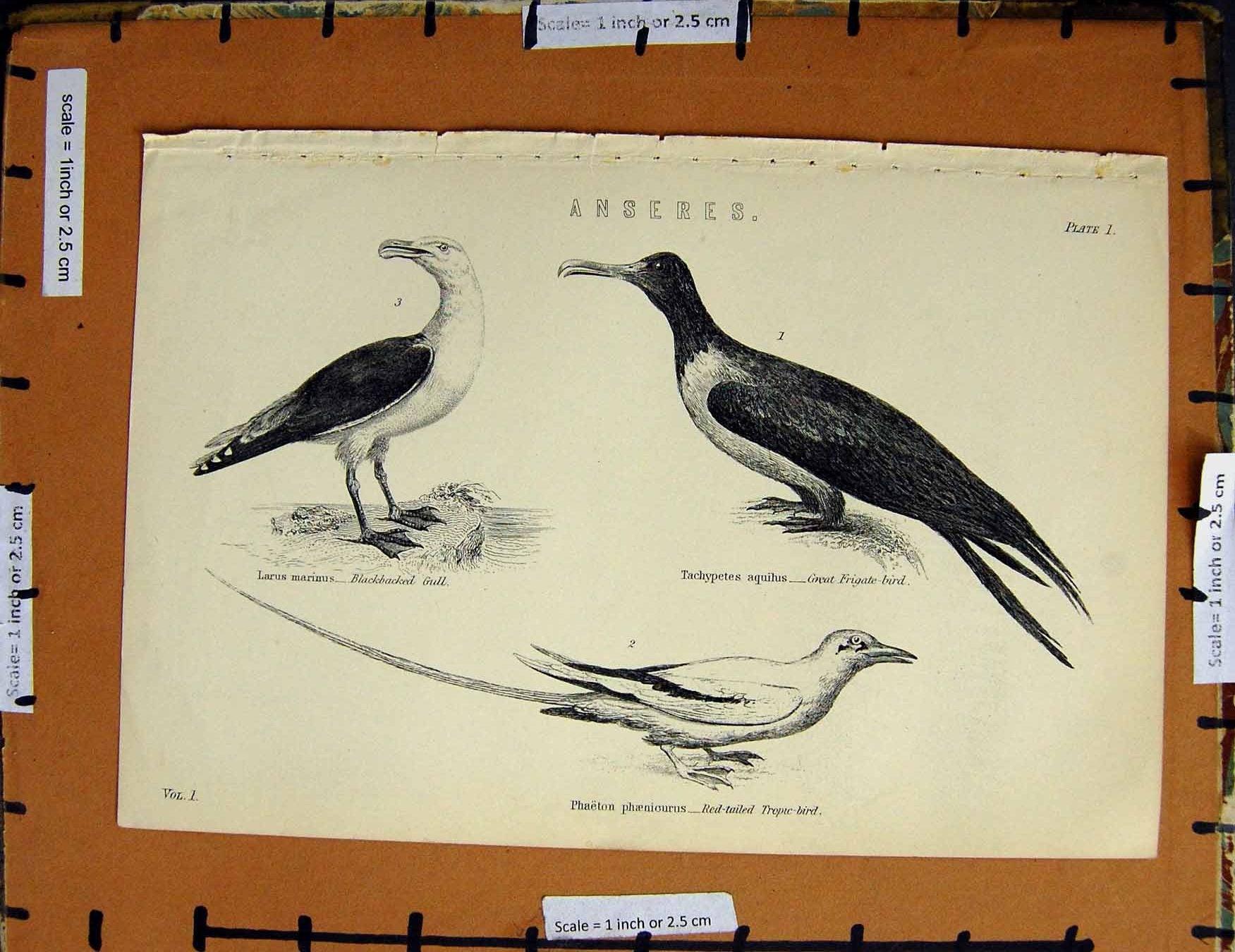 Original Old Antique Print C1800-1870 Anseres Birds Gull Tropic-Bird 19th