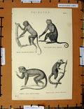 Original Old Antique Print C1800-1870 Primates Marmozet Monkey Napoleonic Era