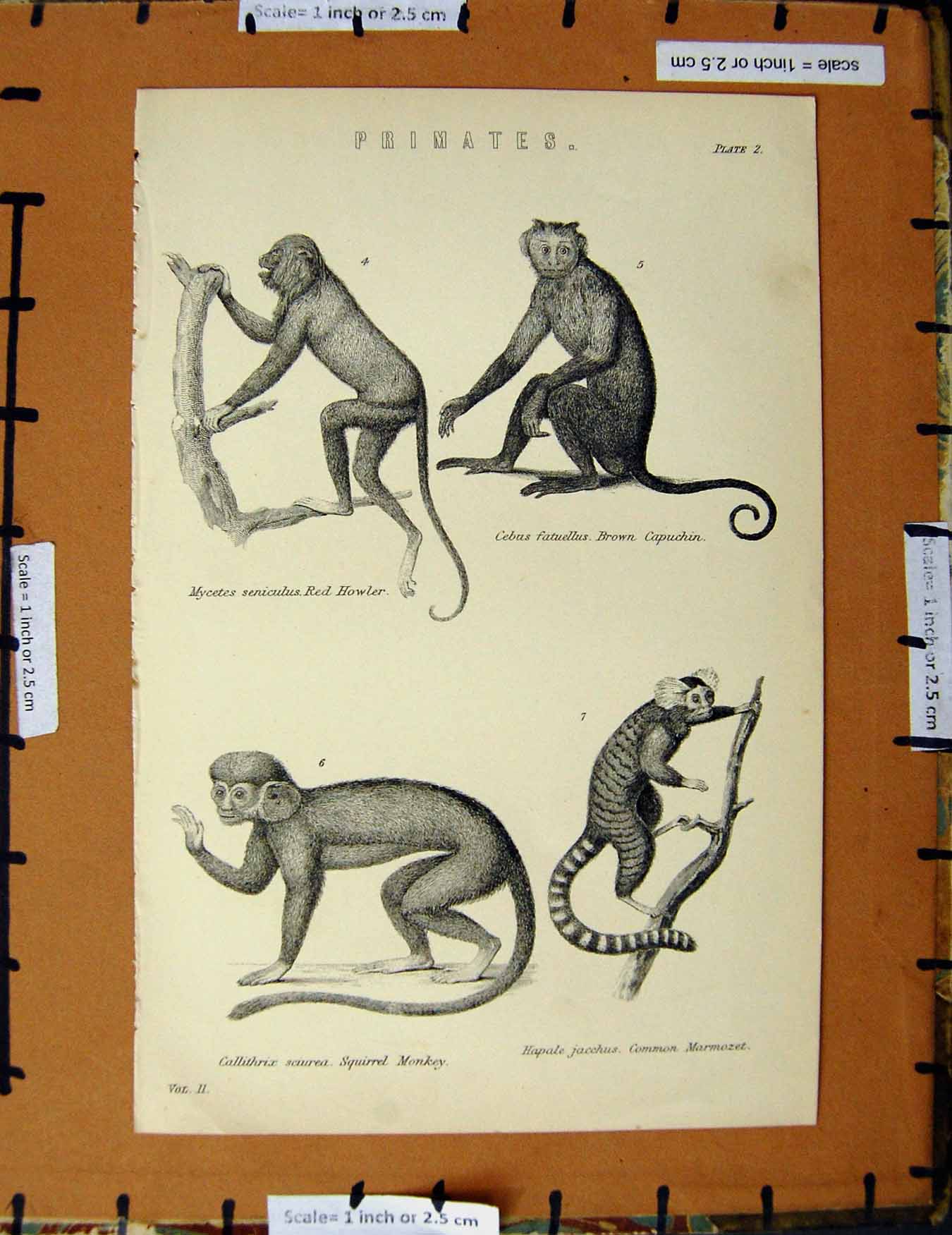 Original Old Antique Print C1800-1870 Primates Marmozet Monkey Napoleonic Era