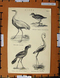 Original Old Antique Print C1800-1870 Birds Egret Cariama Flamingo 19th Century