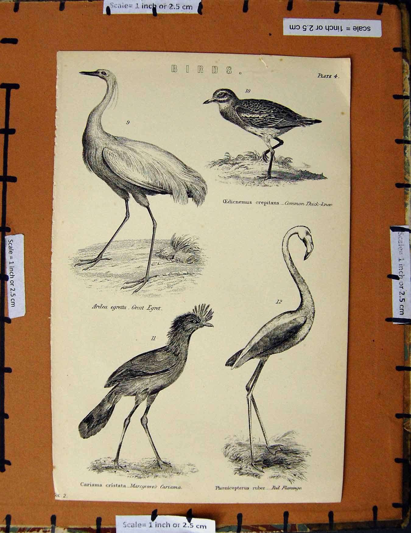 Original Old Antique Print C1800-1870 Birds Egret Cariama Flamingo 19th Century