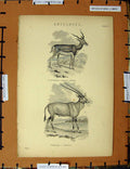 Original Old Antique Print C1800-1870 Antelopes Leucoryx Animals 19th Century