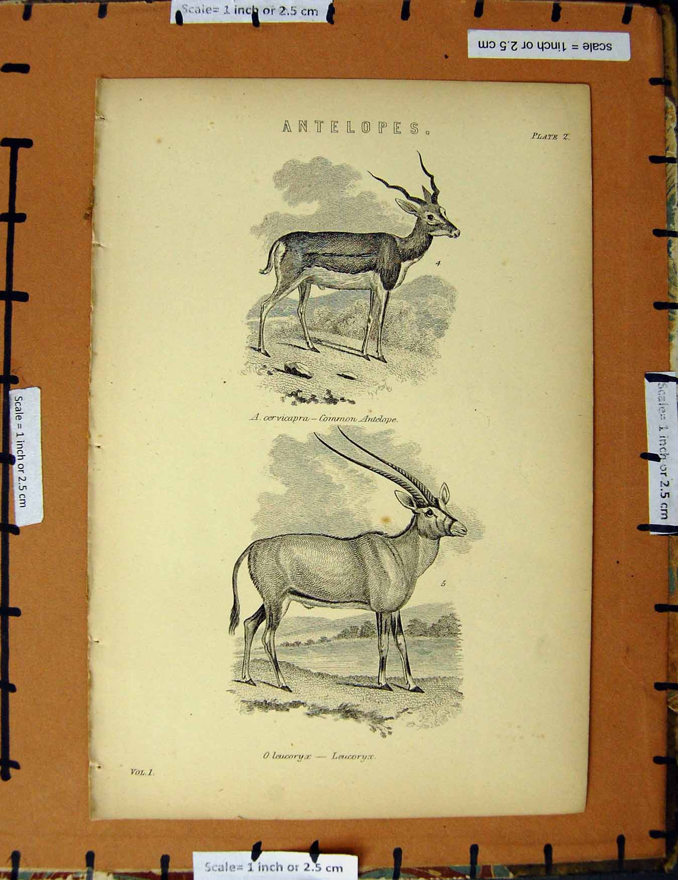 Original Old Antique Print C1800-1870 Antelopes Leucoryx Animals 19th Century
