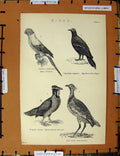 Original Old Antique Print C1800-1870 Birds Bustard Pigeon Parrakeet 19th