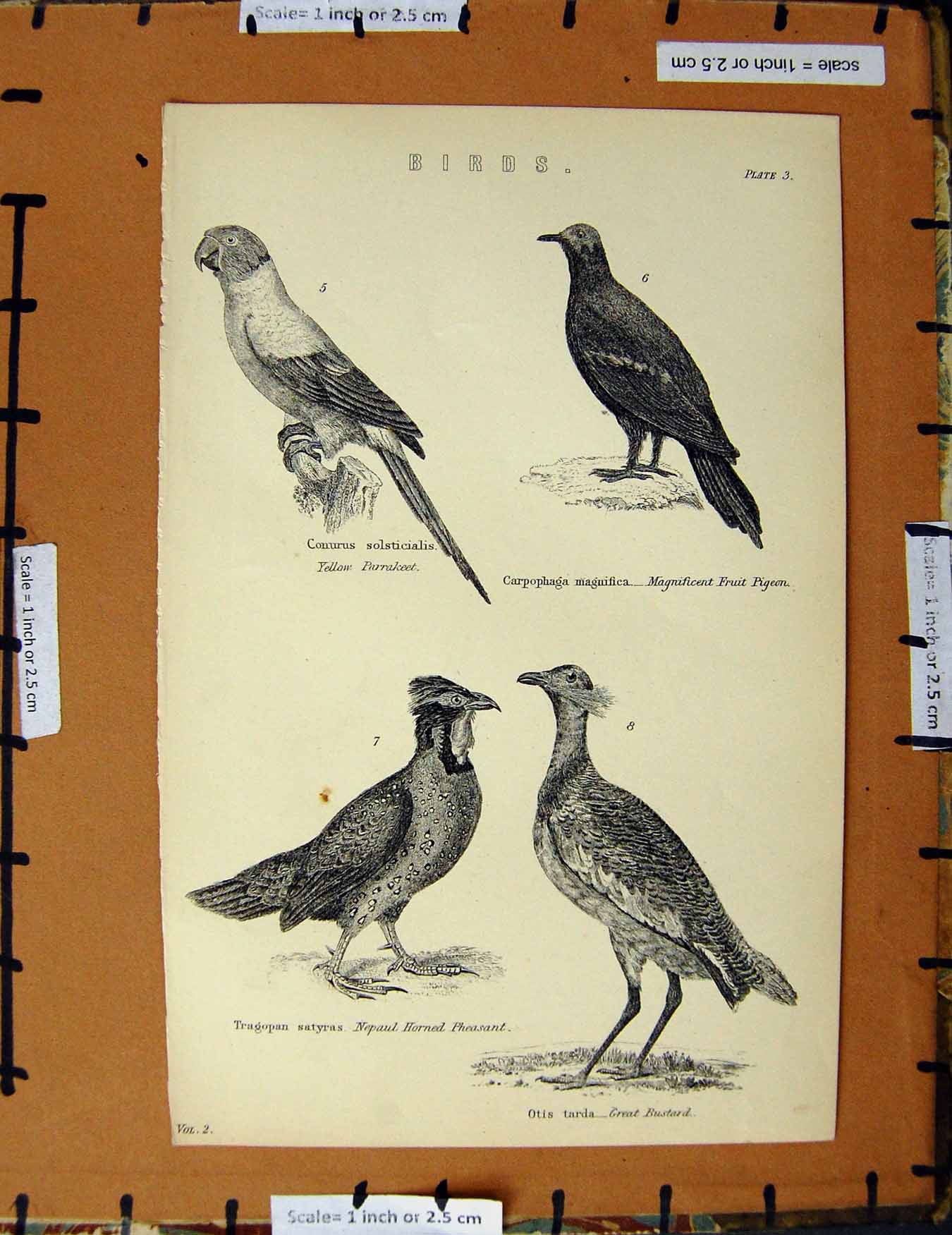 Original Old Antique Print C1800-1870 Birds Bustard Pigeon Parrakeet 19th