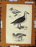 Original Old Antique Print C1800-1870 Birds Goosander Albatross Shoveller 19th