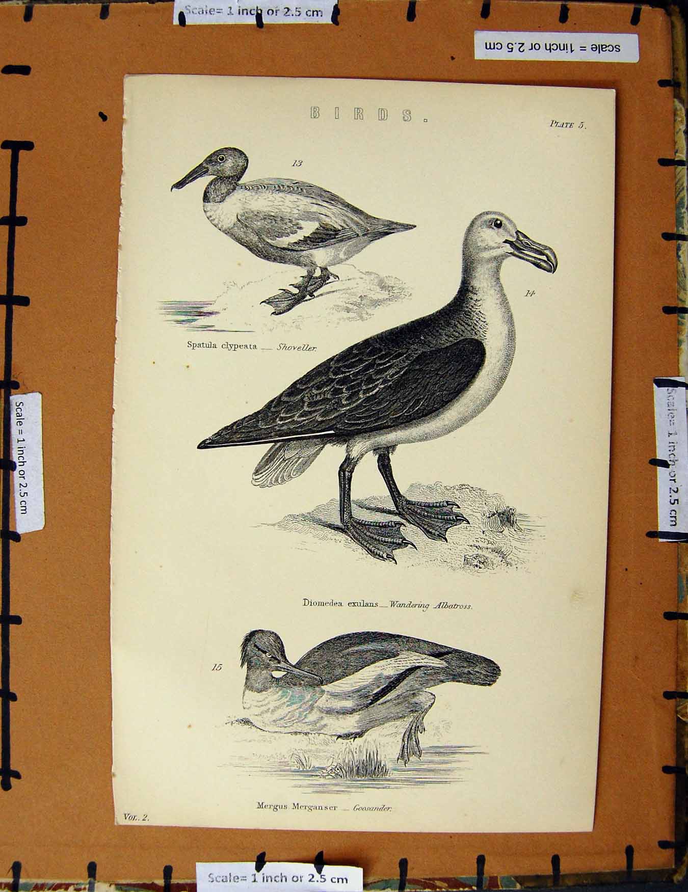 Original Old Antique Print C1800-1870 Birds Goosander Albatross Shoveller 19th