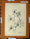 Original Old Antique Print C1800-1870 Orchideae Flower Lanceanum 19th Century