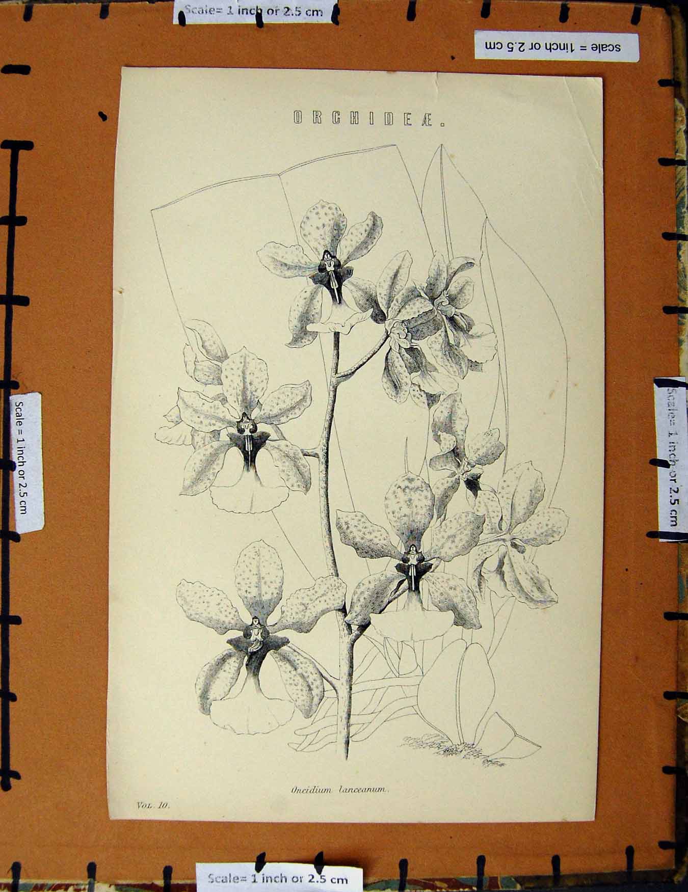 Original Old Antique Print C1800-1870 Orchideae Flower Lanceanum 19th Century
