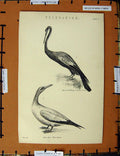 Original Old Antique Print C1800-1870 White Gannet Vaillants Darter 19th