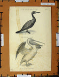 Original Old Antique Print C1800-1870 Peleganiae Cormorant Pelican 19th Century