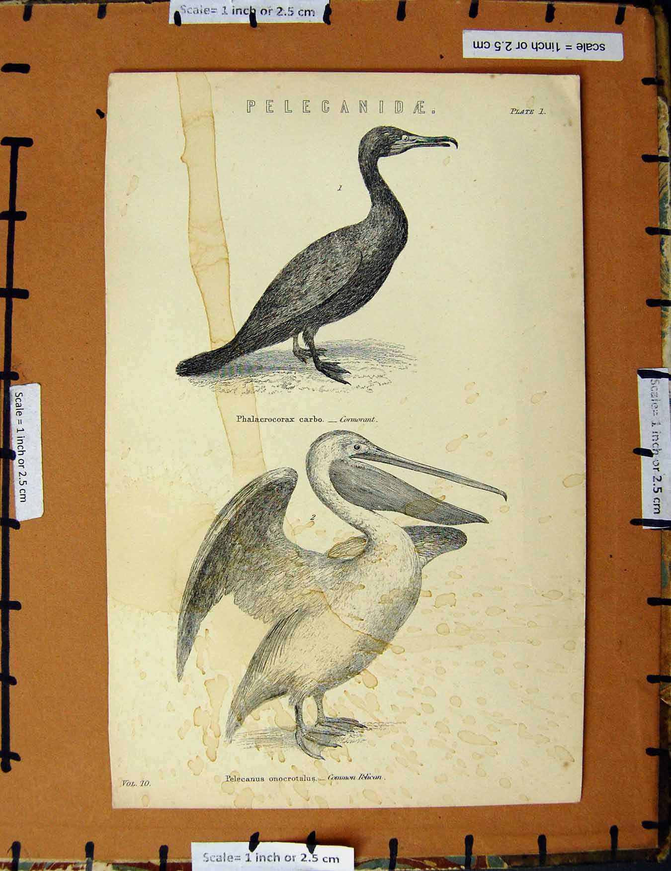Original Old Antique Print C1800-1870 Peleganiae Cormorant Pelican 19th Century