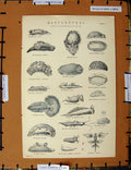 Original Old Antique Print C1800-1870 Gasteropoda Leporina Hombergii 19th