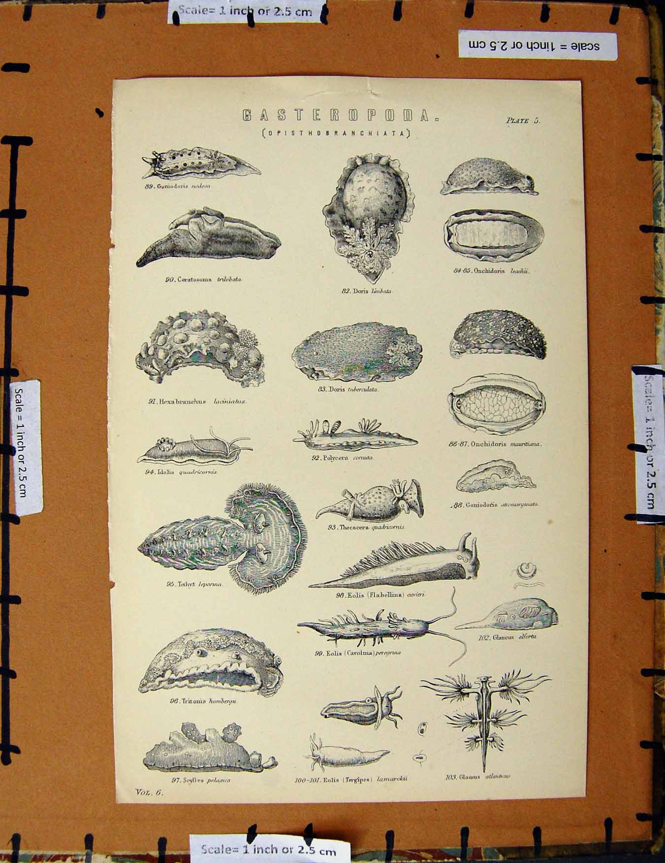 Original Old Antique Print C1800-1870 Gasteropoda Leporina Hombergii 19th
