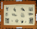 Original Old Antique Print C1800-1870 Hoar Frost Feathery Forms Napoleonic Era