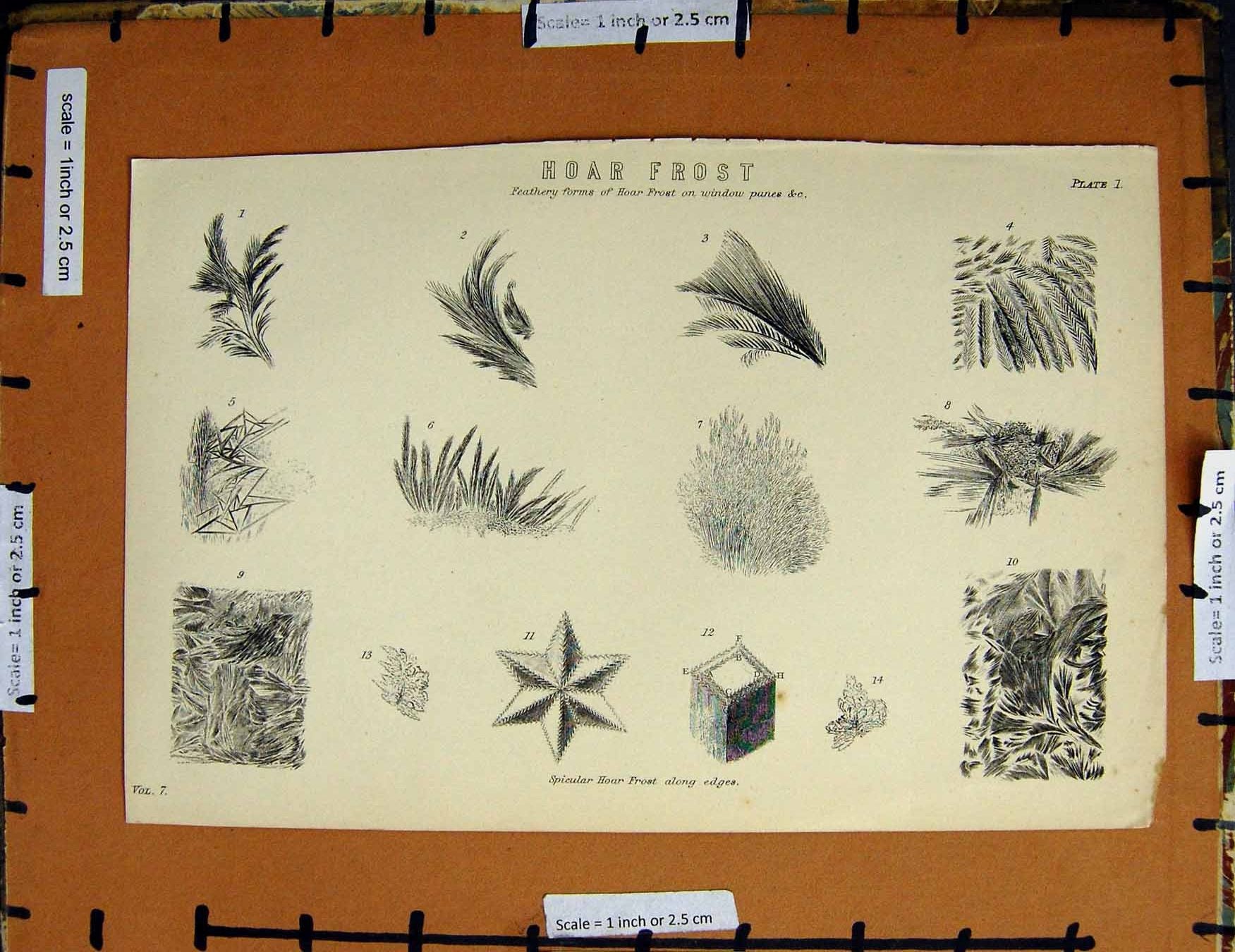 Original Old Antique Print C1800-1870 Hoar Frost Feathery Forms Napoleonic Era