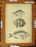 Original Old Antique Print C1800-1870 Sea Rough Fish Chetodon Sparus 19th