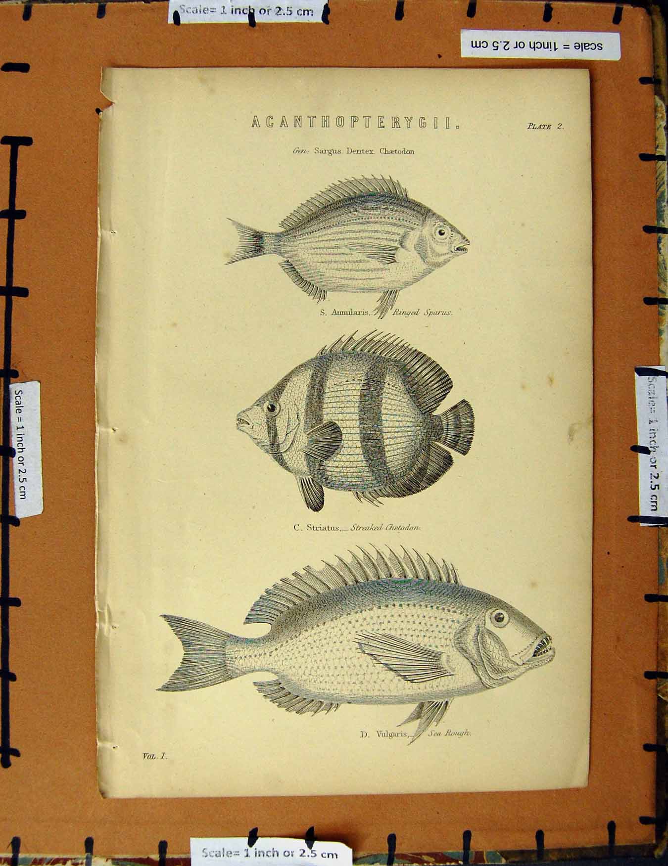 Original Old Antique Print C1800-1870 Sea Rough Fish Chetodon Sparus 19th