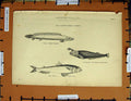 Original Old Antique Print C1800-1870 Fish Odontognathe Polyptere 19th Century