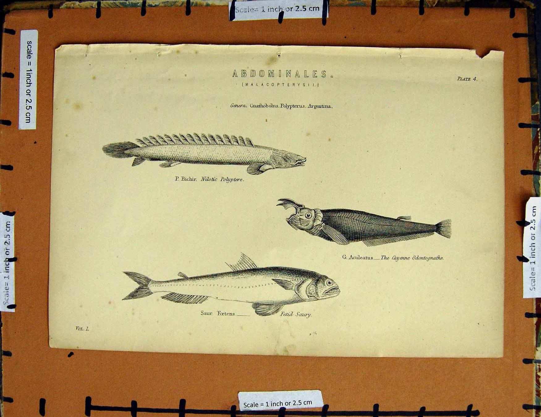 Original Old Antique Print C1800-1870 Fish Odontognathe Polyptere 19th Century