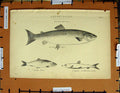 Original Old Antique Print C1800-1870 Salmon Fish Herring Argentine 19th