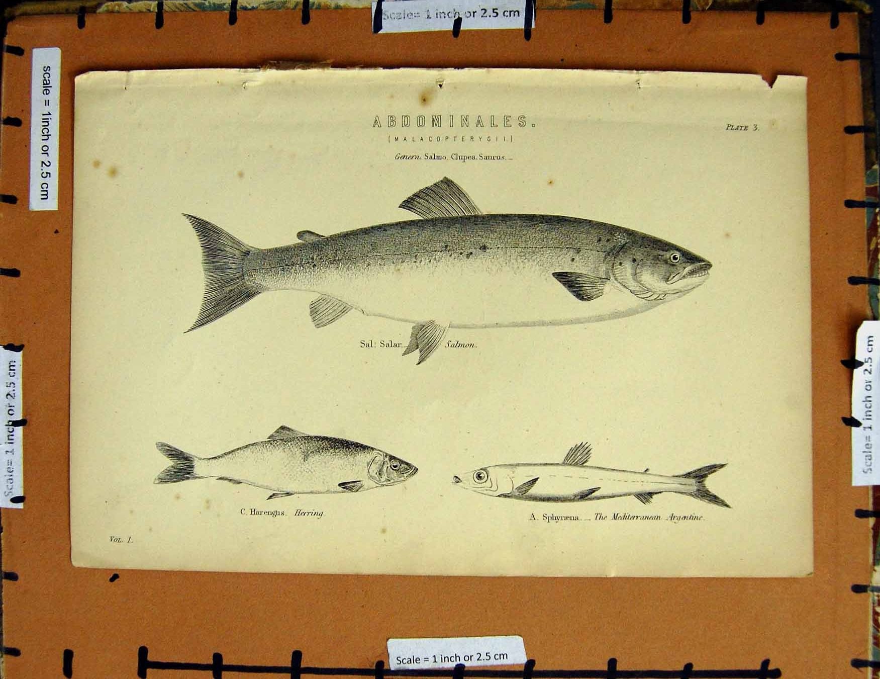 Original Old Antique Print C1800-1870 Salmon Fish Herring Argentine 19th