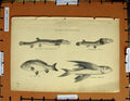 Original Old Antique Print C1800-1870 Loach Flying Fish Carp Four-Eye 19th