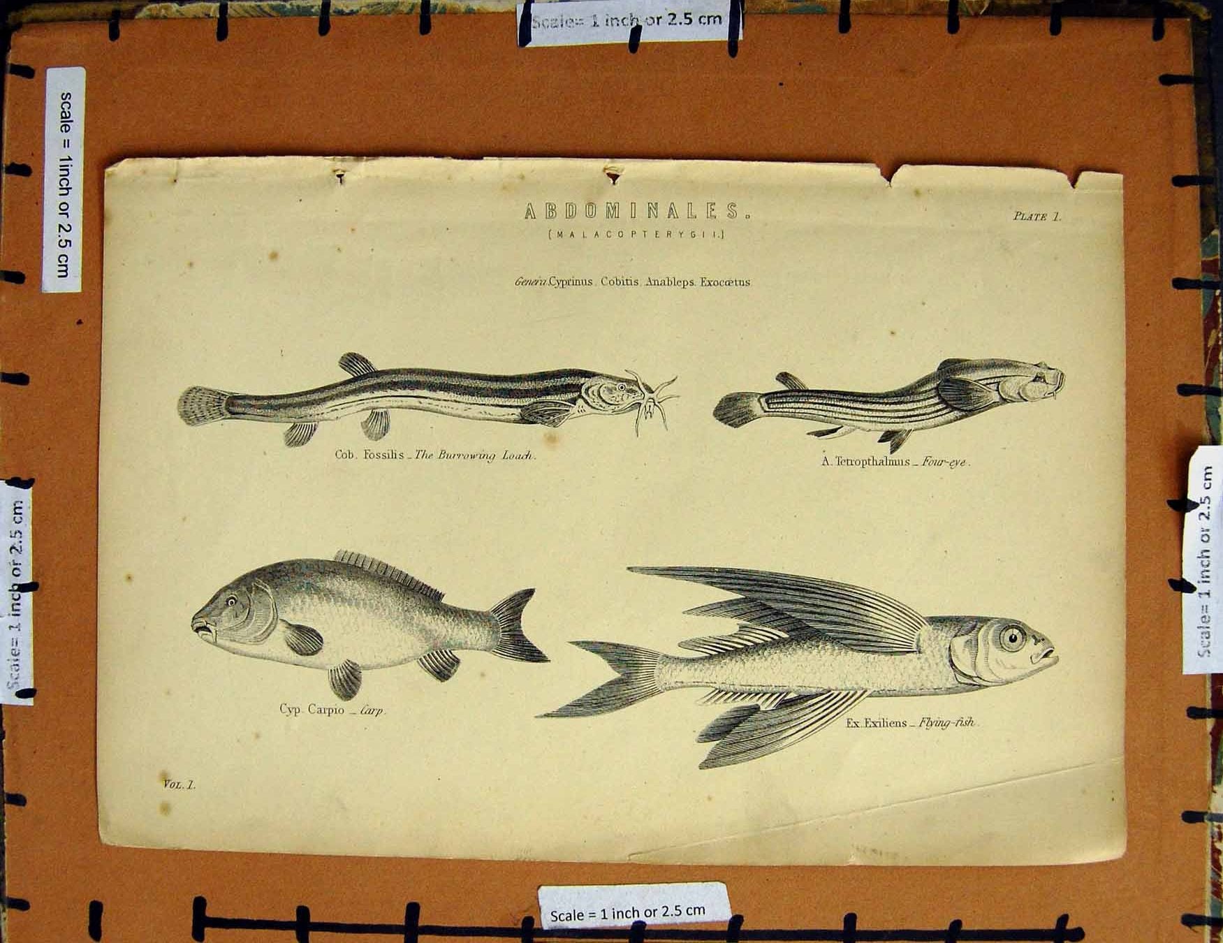 Original Old Antique Print C1800-1870 Loach Flying Fish Carp Four-Eye 19th