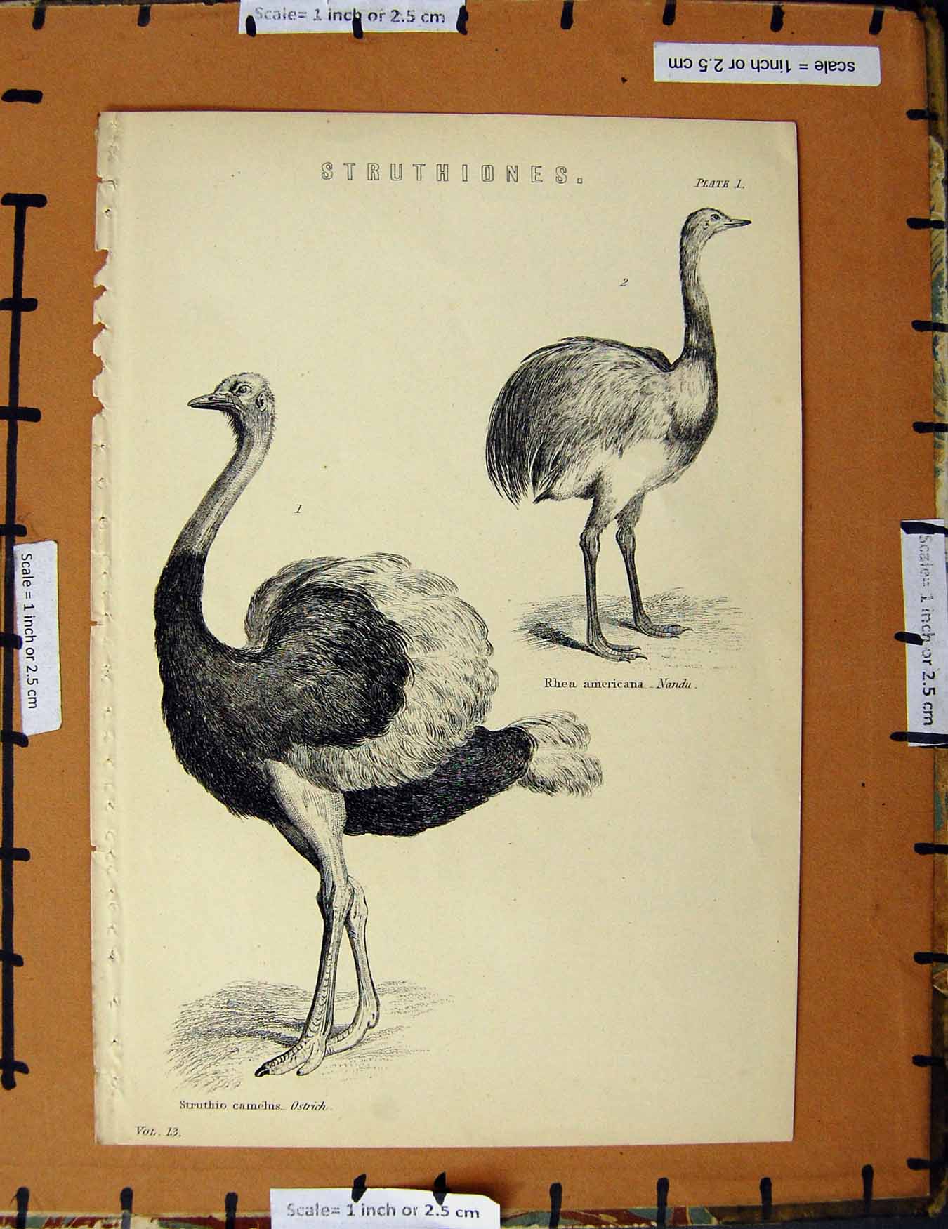Original Old Antique Print C1800-1870 Ostrich Nandu Struthiones Napoleonic Era