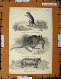 Original Old Antique Print C1800-1870 Kangaroo Rat Wombat Animals 19th Century