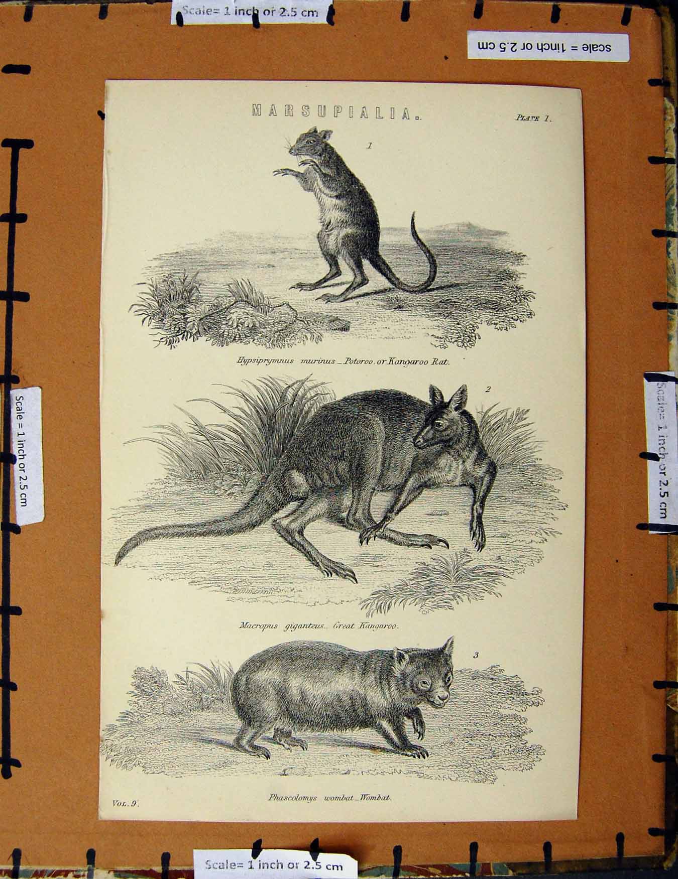 Original Old Antique Print C1800-1870 Kangaroo Rat Wombat Animals 19th Century