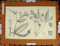 Original Old Antique Print C1800-1870 Maranta Manihot Plants Nature 19th