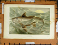 Original Old Antique Print Colour C1800-1870 Chimaera Fish Nature 19th Century