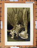 Original Old Antique Print Colour C1800-1870 Glass Sponges Nature 19th Century