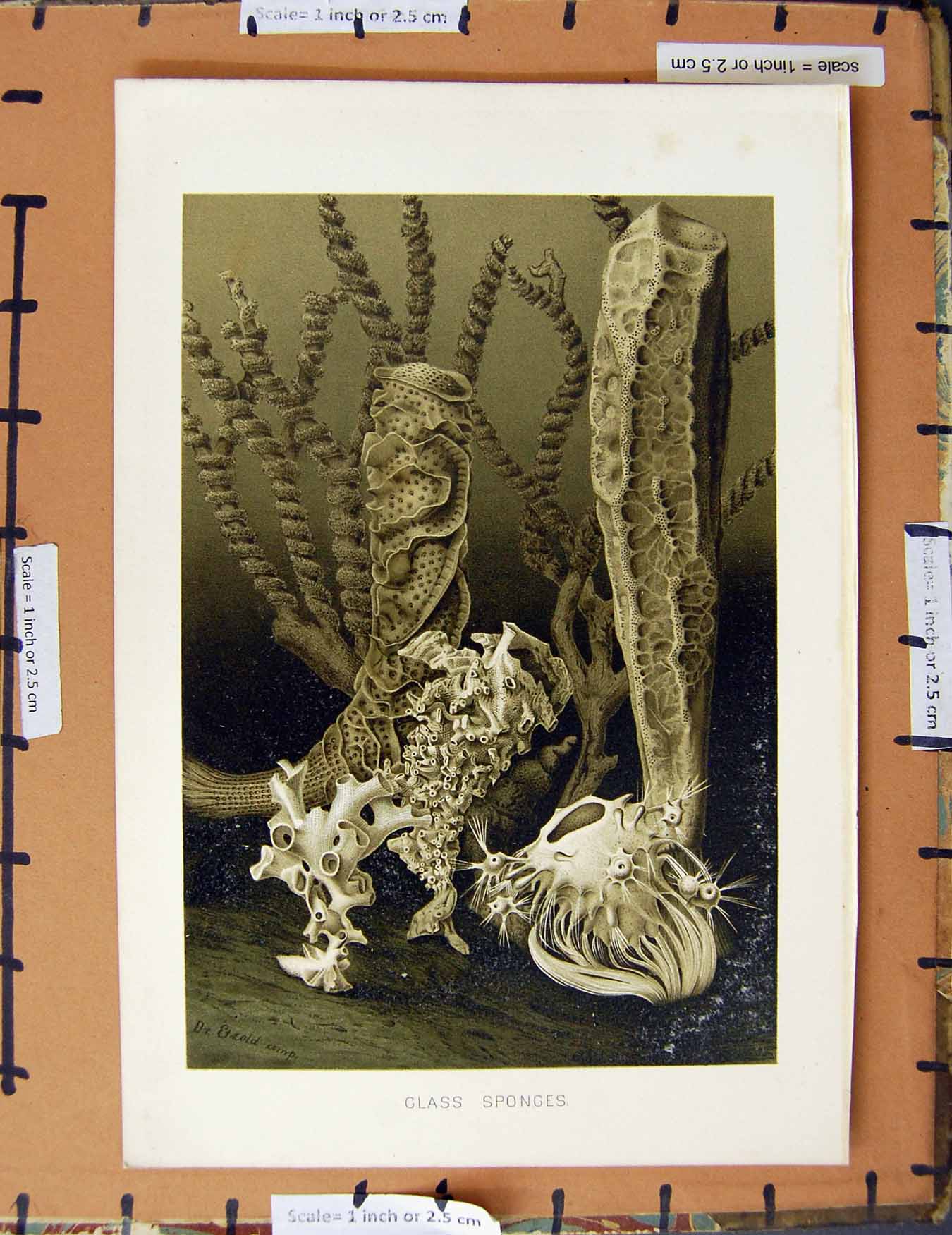 Original Old Antique Print Colour C1800-1870 Glass Sponges Nature 19th Century