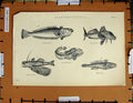 Original Old Antique Print C1800-1870 Common Weever Fish Goby Gurnard 19th