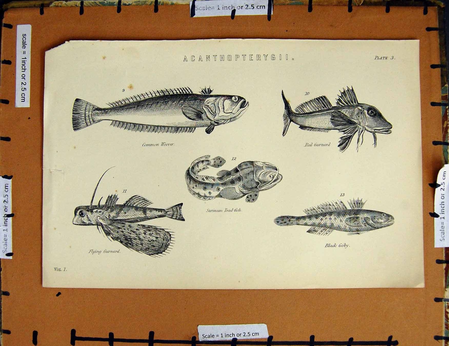 Original Old Antique Print C1800-1870 Common Weever Fish Goby Gurnard 19th
