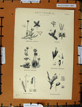 Original Old Antique Print C1800-1870 Cryptogamia Frullania Hornum 19th Century