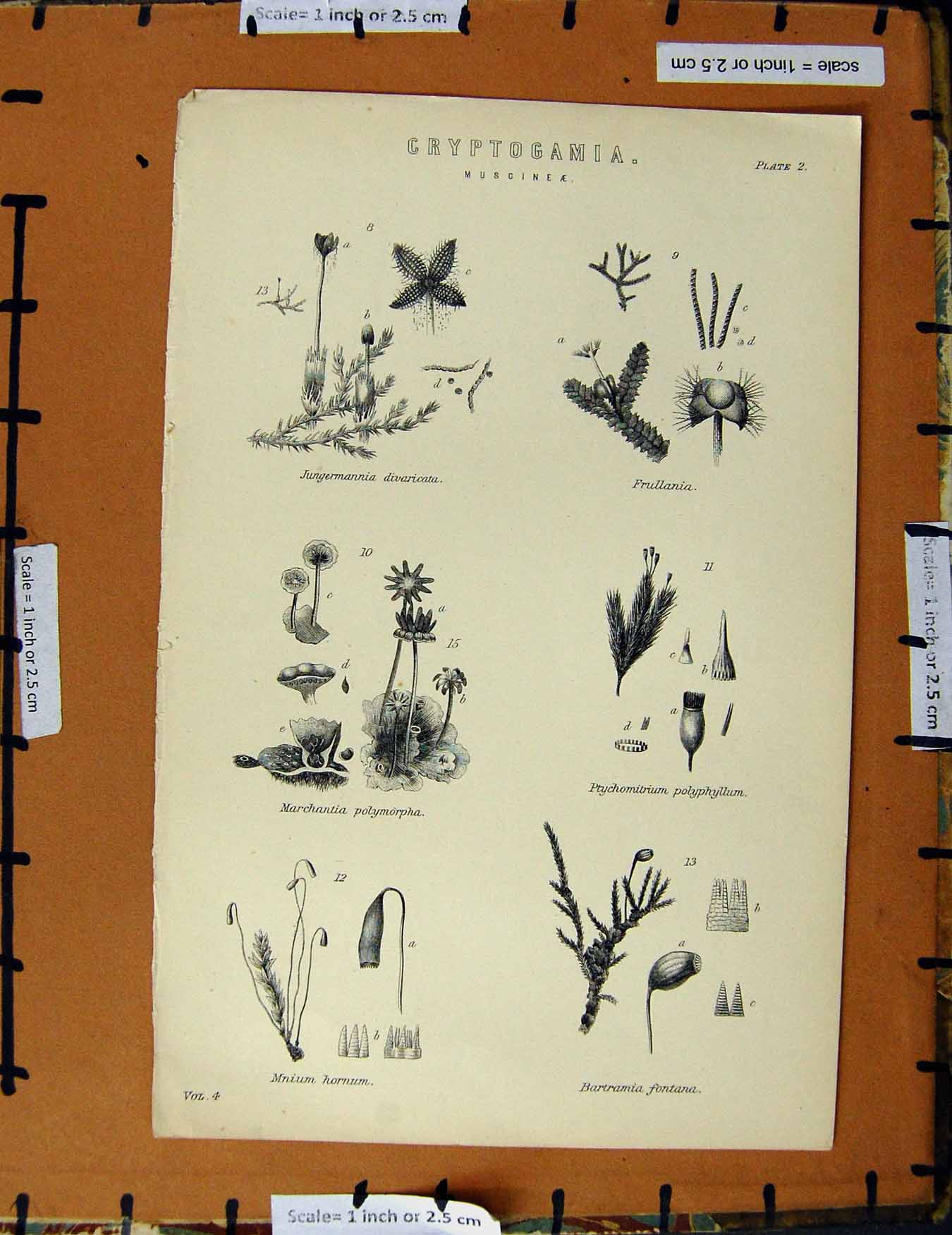 Original Old Antique Print C1800-1870 Cryptogamia Frullania Hornum 19th Century