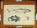 Original Old Antique Print C1800-1870 White Shark Angel Fish Nature 19th