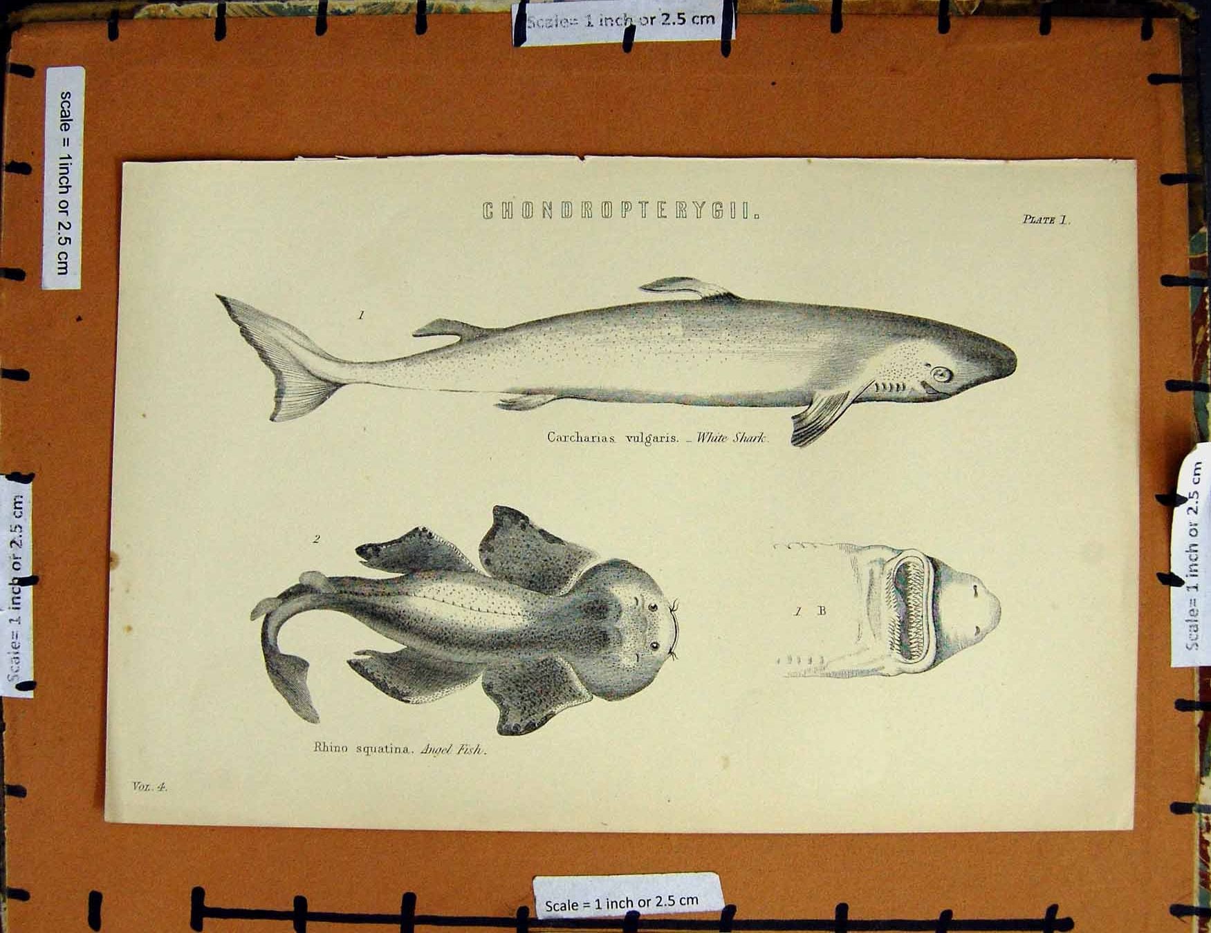 Original Old Antique Print C1800-1870 White Shark Angel Fish Nature 19th