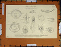 Original Old Antique Print C1800-1870 Mollusca Pholas Shells Napoleonic Era
