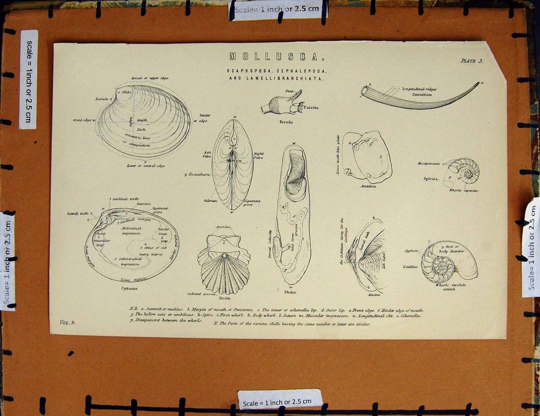 Original Old Antique Print C1800-1870 Mollusca Pholas Shells Napoleonic Era