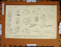 Original Old Antique Print C1800-1870 Mollusca Shells Murex Patella 19th