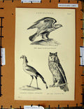 Original Old Antique Print C1800-1870 Buzzard Long Eared Owl Birds 19th Century